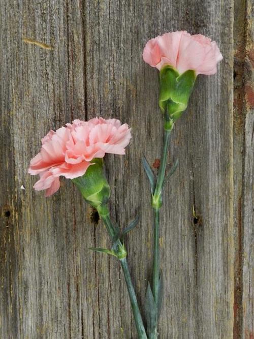 KAORI PINK CARNATIONS